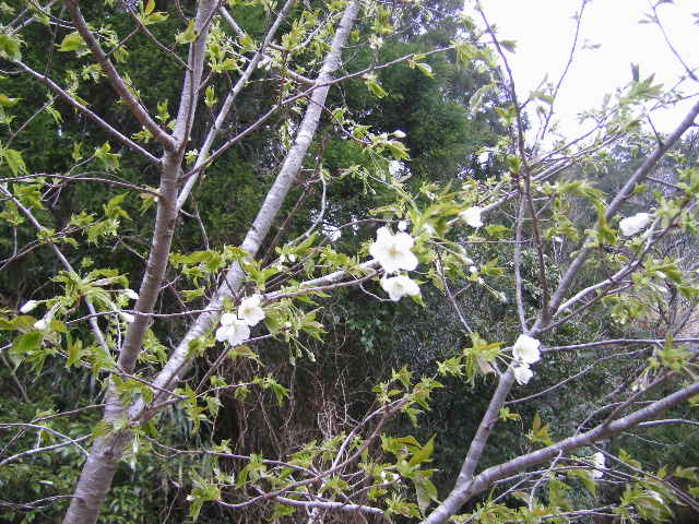 nobeoka-flowers-4.jpg